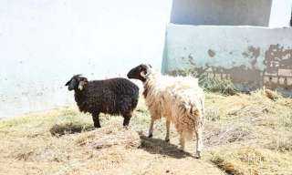 محافظ قنا يتفقد مزرعة الخراف لطرحها للبيع قبل عيد الأضحى